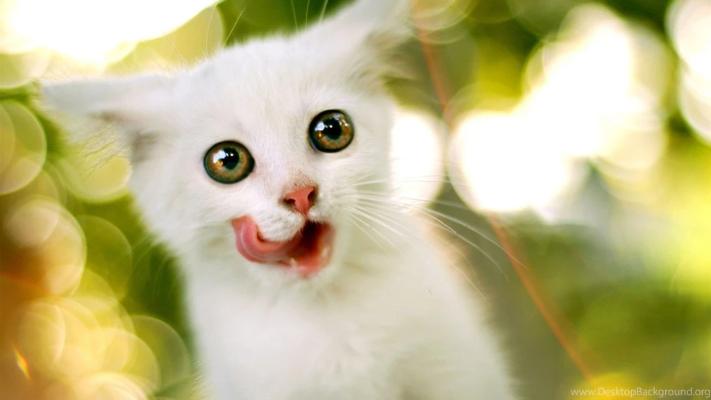 Cute Wallpapers STAY050