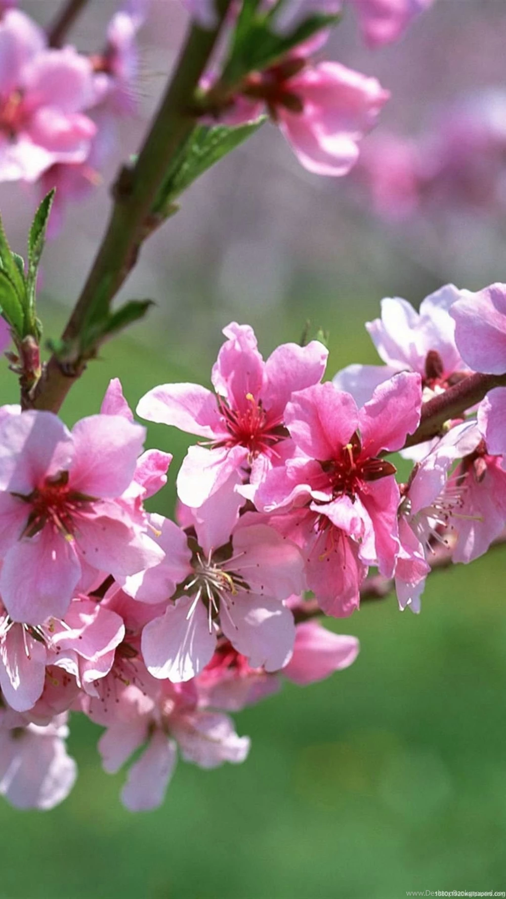 1080x1920 Flower Nature Wallpapers HD