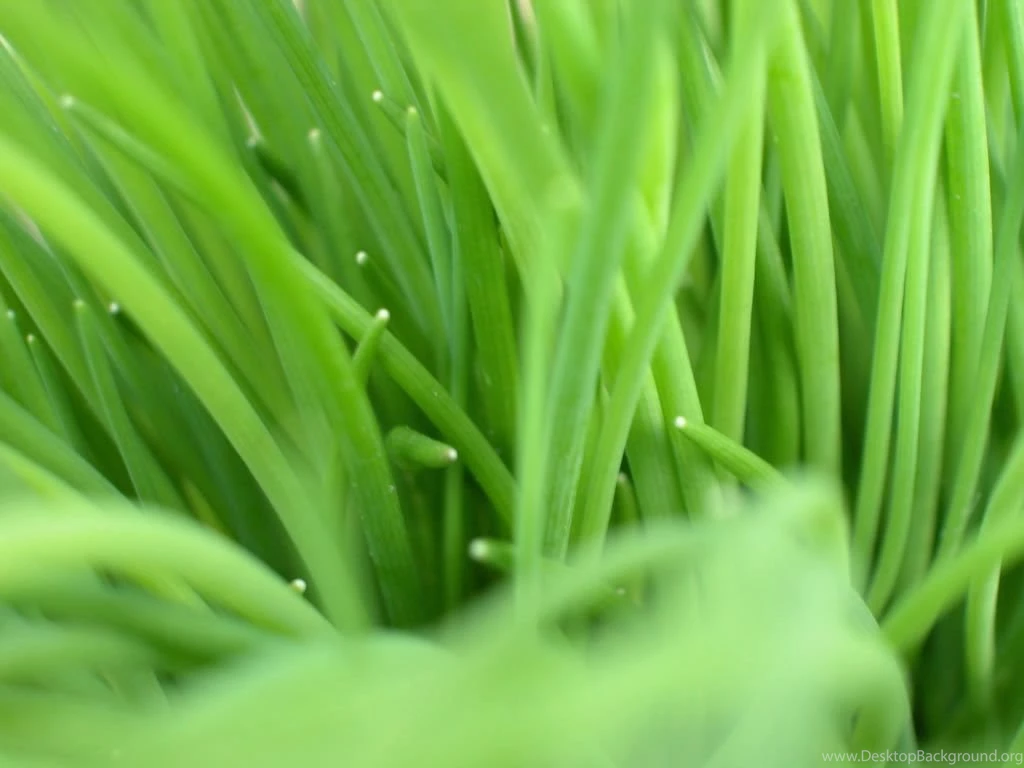 Hd Cream Wallpaper: Lime Green Wallpapers