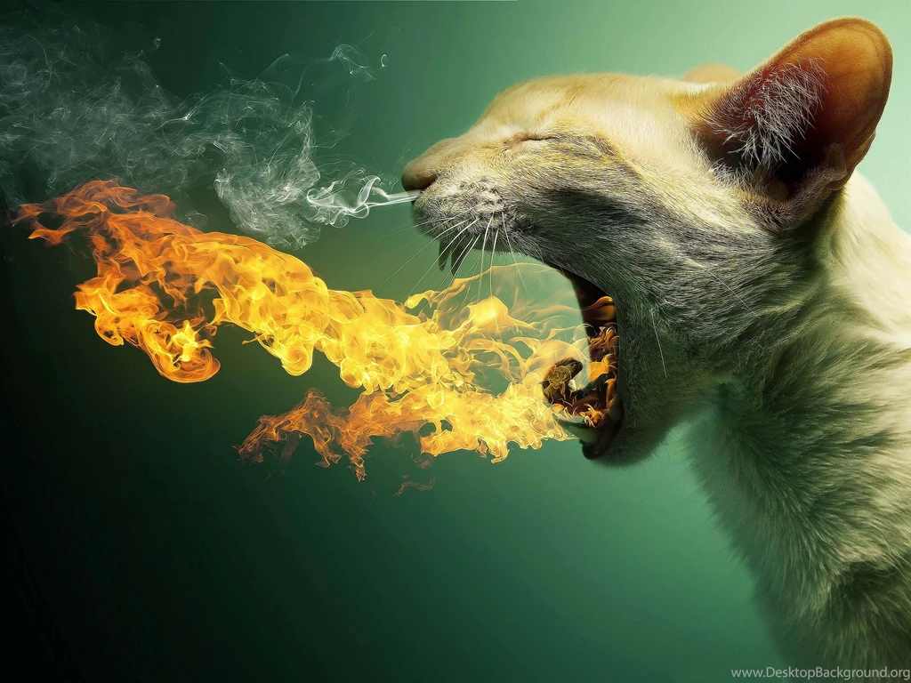 Cat Fire Effect Funny New Hd Wallpapers Free