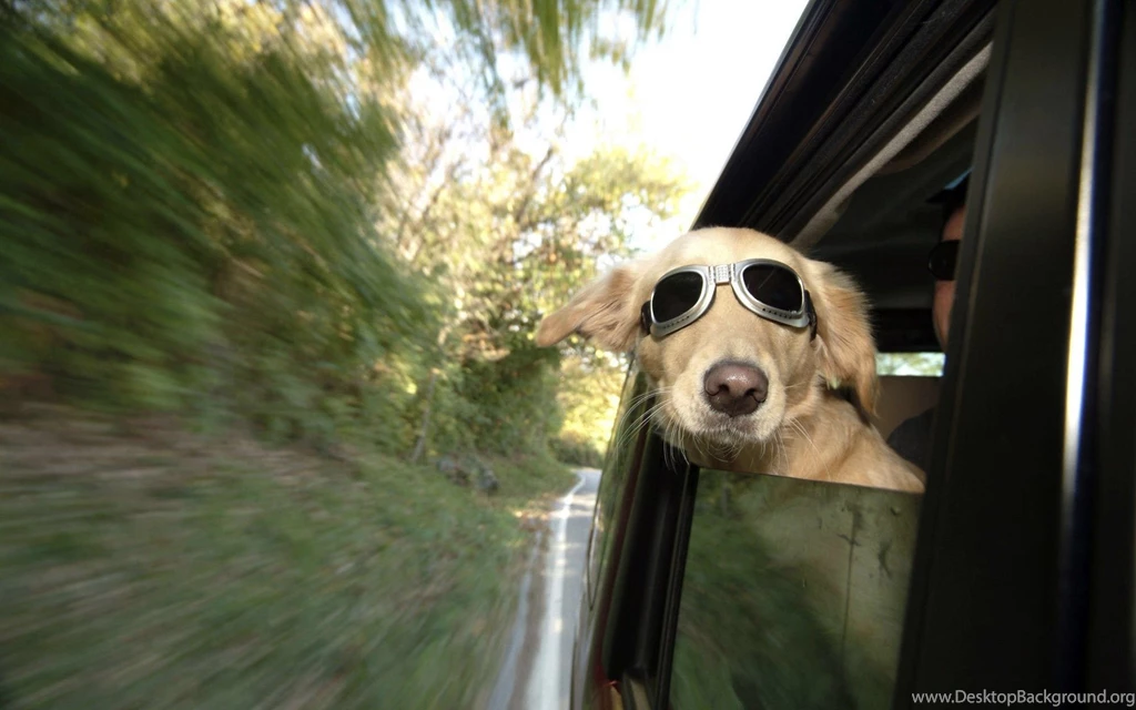 Desktop Hd Free Funny Dog Pics