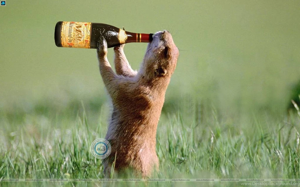 Funny Pictures Download Hd