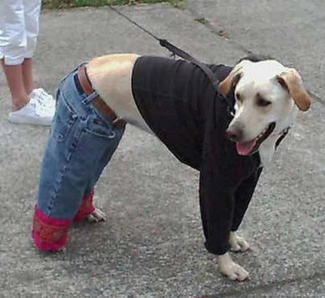 Free Top Funny Images