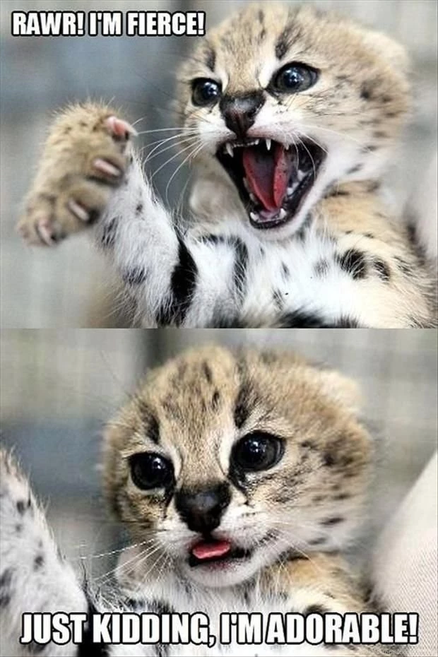 Funny Pictures