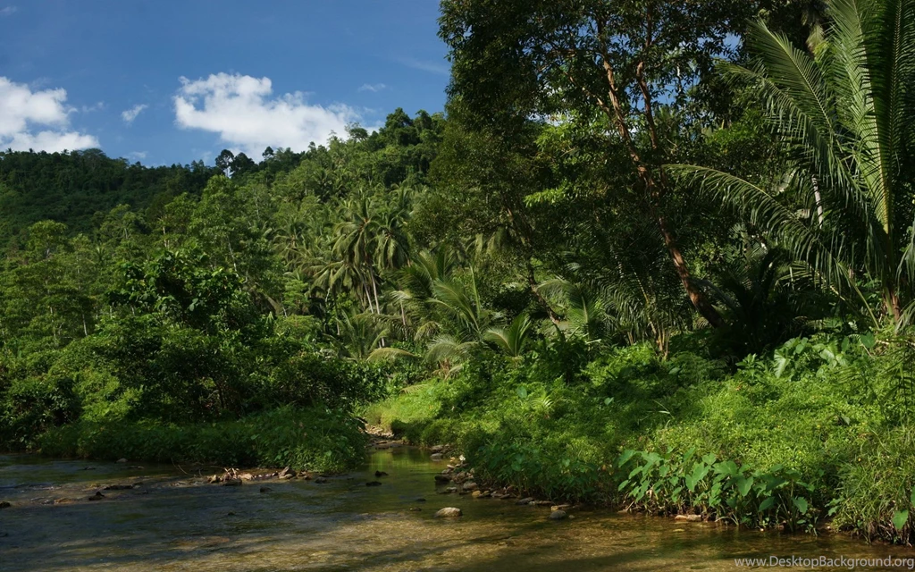 Jungle river nature dsc04110.jpg