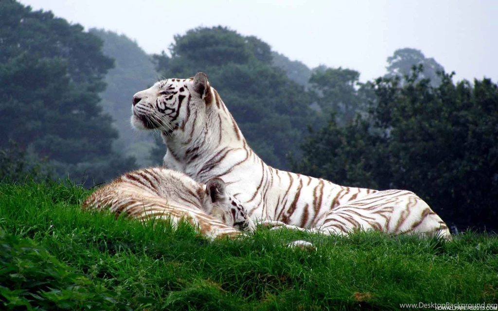 HD Widescreen Screensaver 95