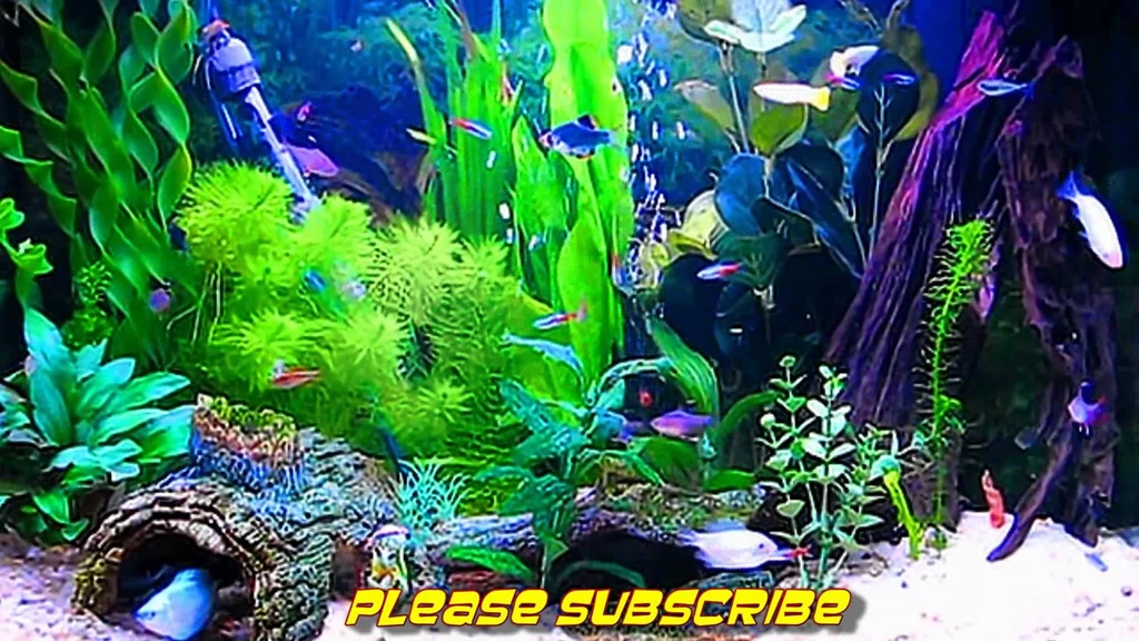 Amazing HD Aquarium ScreenSaver (Free) Windows And Android YouTube