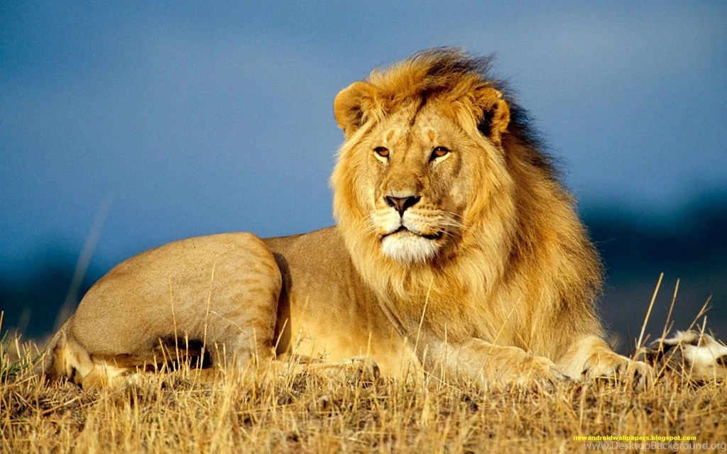 Angry Lion Wallpapers Desktop Dowload