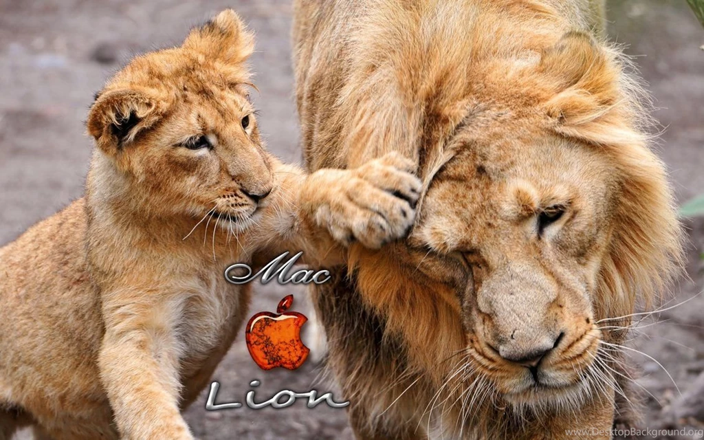 Mac Lion Wallpapers By Kubines On DeviantArt