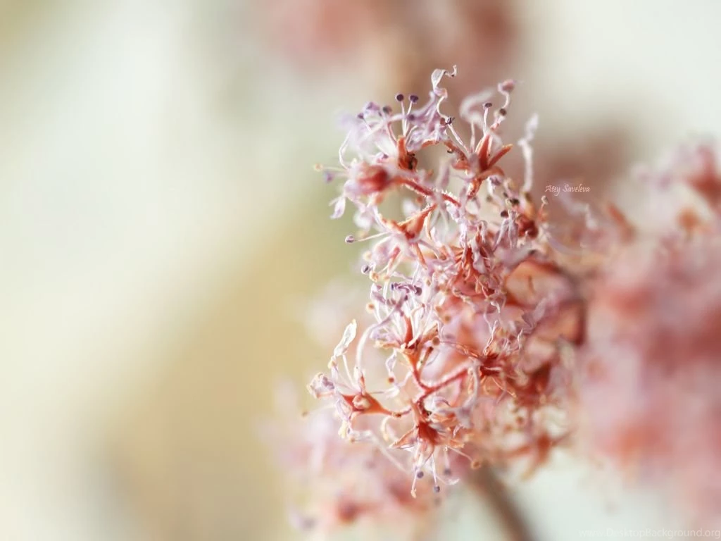 Serene Wallpapers Pack By Teyasaveleva On DeviantArt