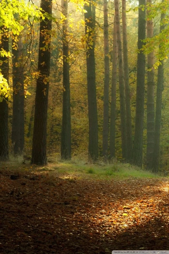 Serene Autumn Landscape HD Desktop Wallpapers : Widescreen : High ...