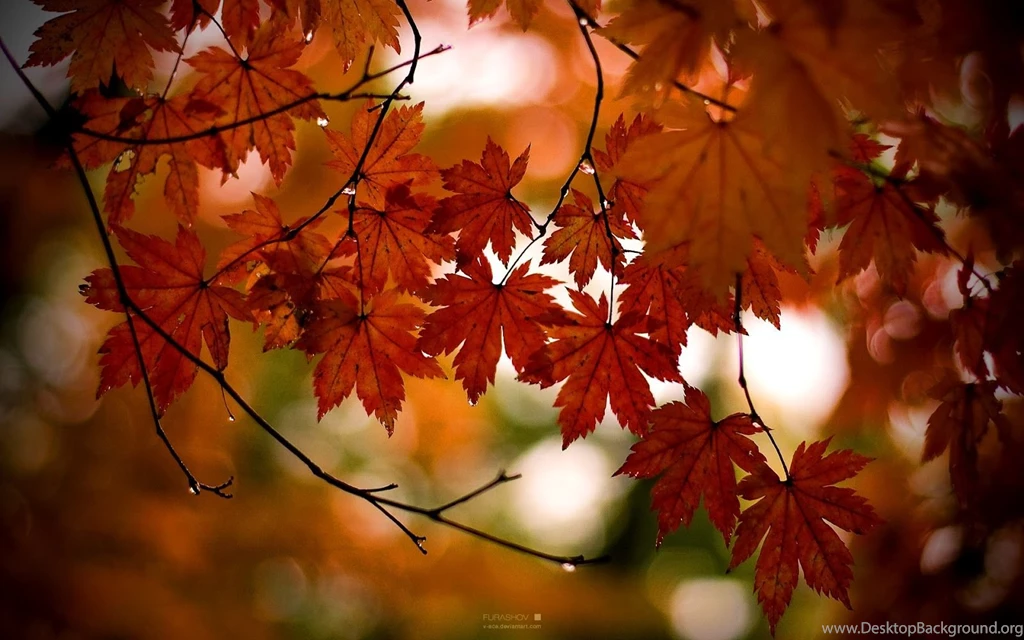Free Wallpicz: Hd Desktop Wallpapers Snow