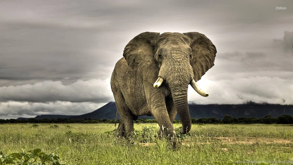 Elephant Desktop Wallpapers Wallpapers Cave