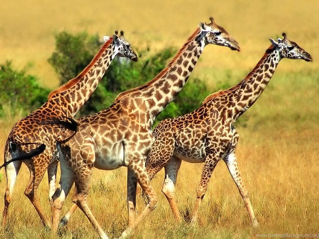 Free Animal Desktop Wallpapers ~ Toptenpack.com