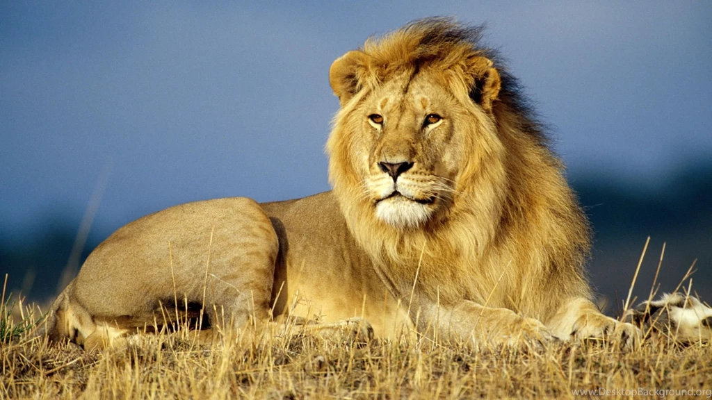 Desktop african animals pictures download.jpg