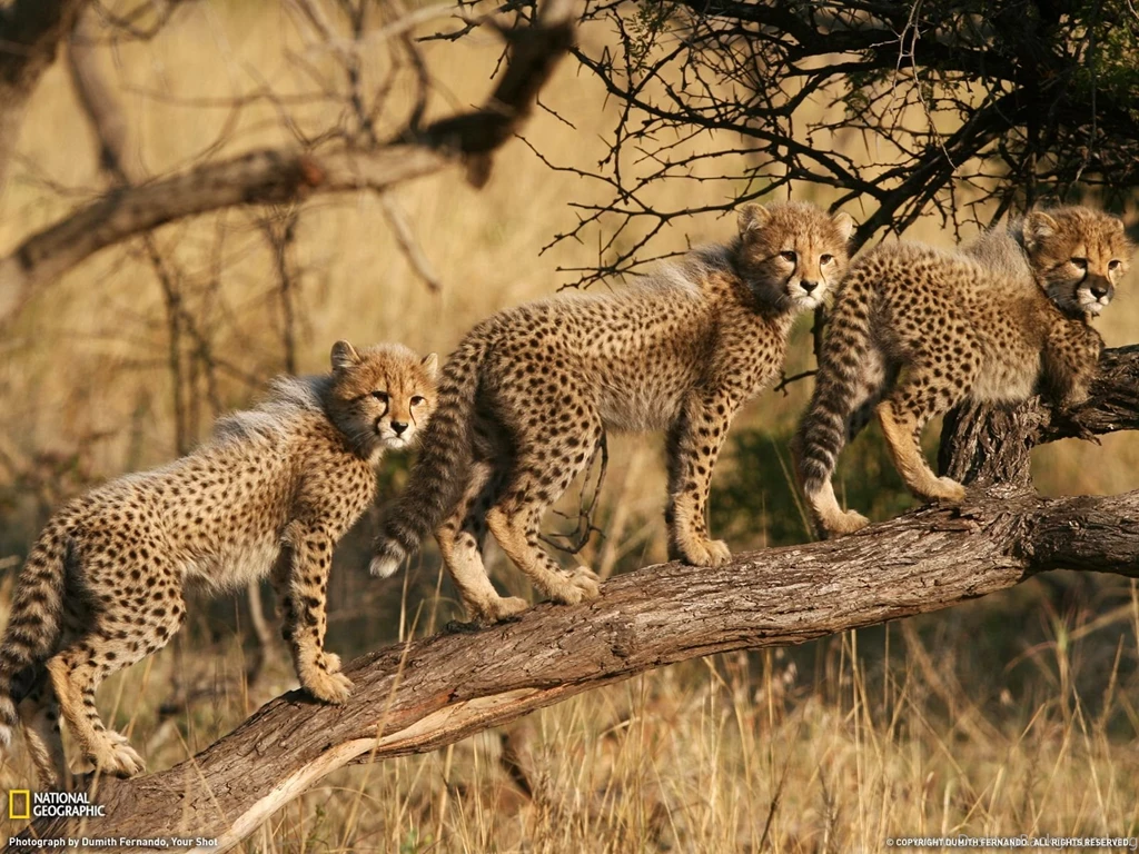 Cheetah Picture – Animal Wallpapers National Geographic Photo Of ...