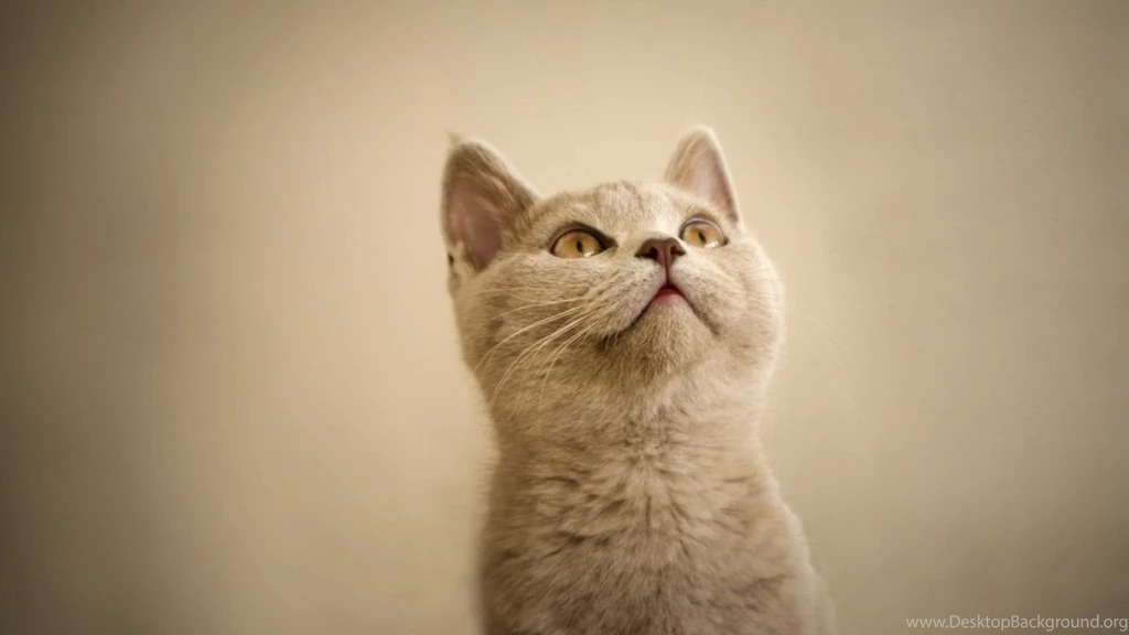 White Cats, Backgrounds Wallpapers – Yoyowall.com