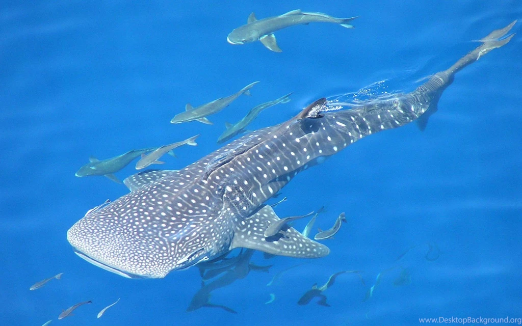 Whale Shark Underwater Ocean Sea Wallpapers