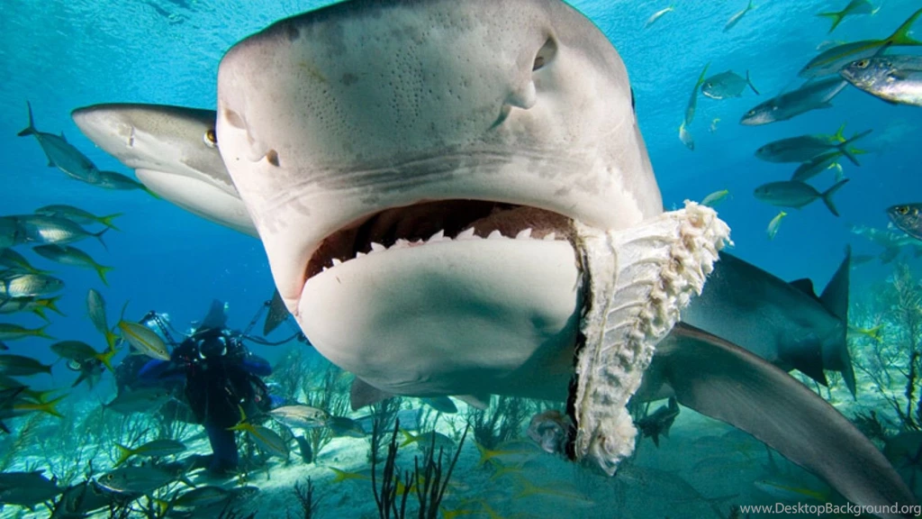Whale Shark Eating Fish Wallpaper.