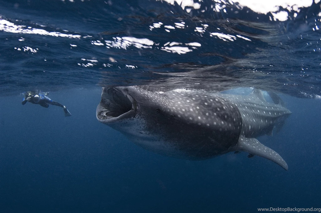 Whale Shark Underwater Ocean Sea Wallpapers