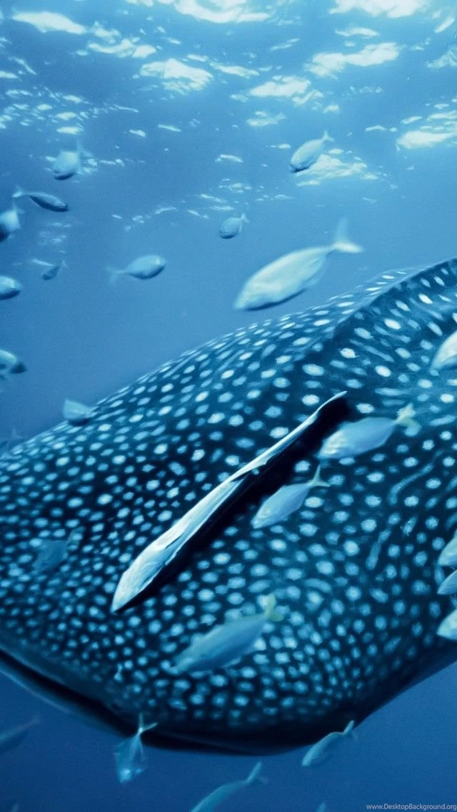 Whale Shark Wallpaper, Animals / Recent: Whale Shark, Palau ...