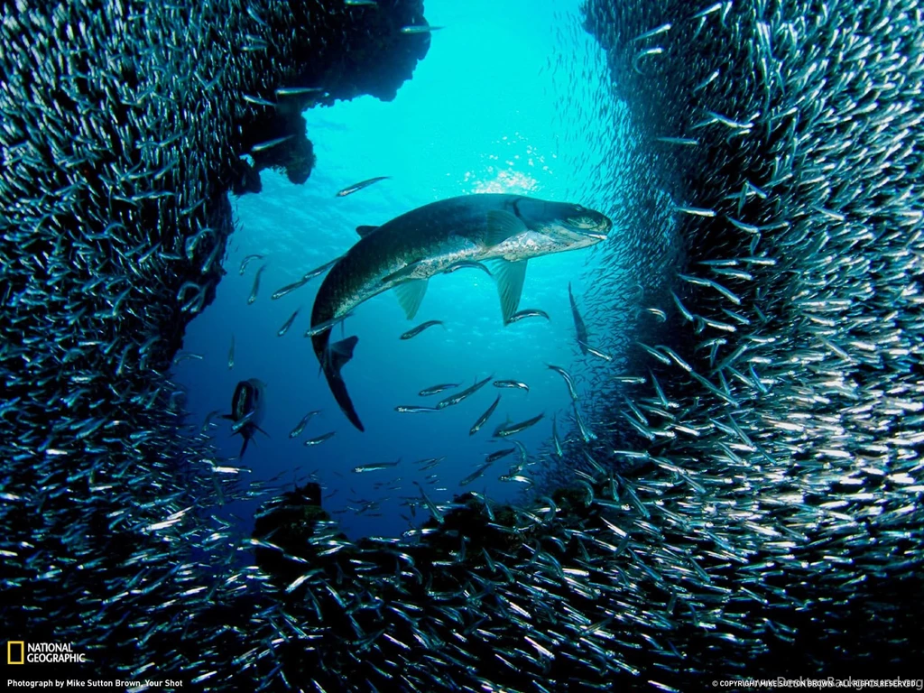 Shark