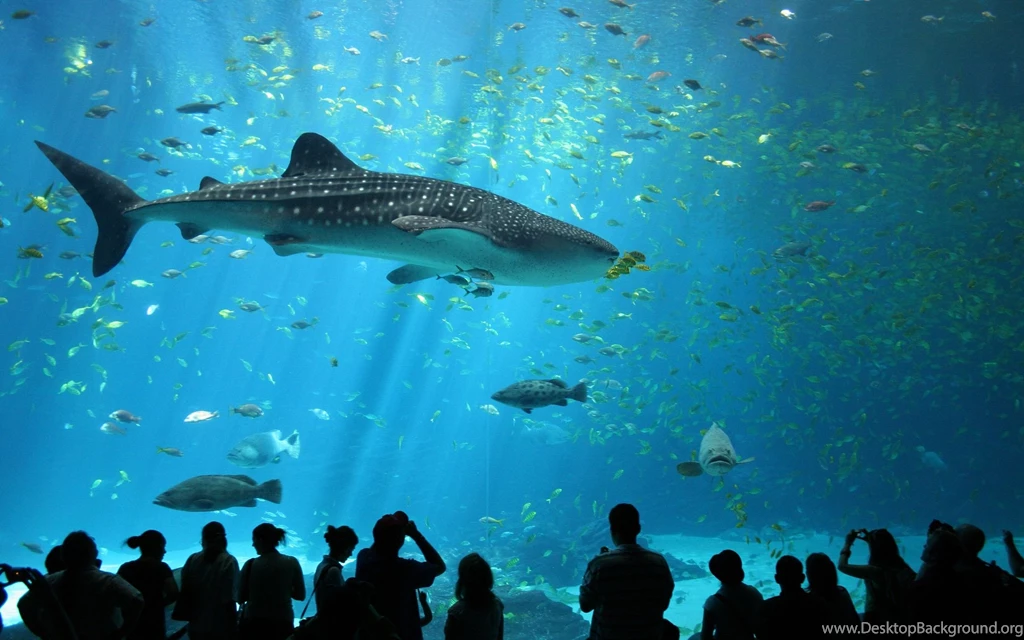 Animals, Wildlife, Nature, Sea, Fish, Whale Shark, Shark, Aquarium ...