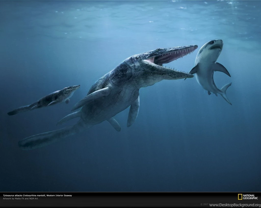 Pics, Facts, Funny Stuff About Animals & Nature Shark Attack ...
