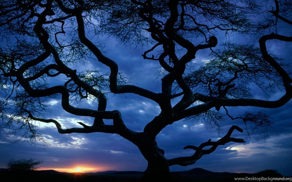 Gallery For Big Widescreen Wallpapers