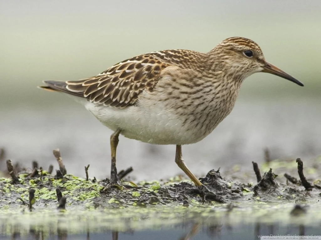 Pectoral Sandpiper Foraging Annapolis Valley Nova Scotia Canada HD ...