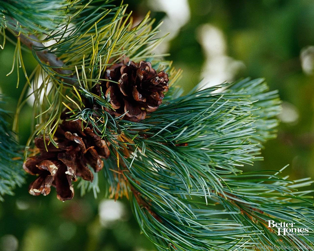 Pine Tree Backgrounds Wallpapers Cave