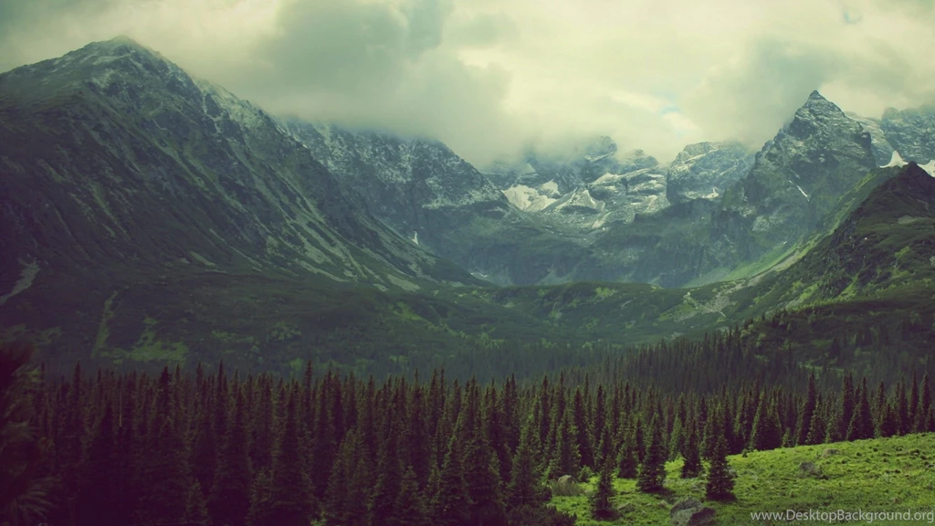 Pine Wallpapers