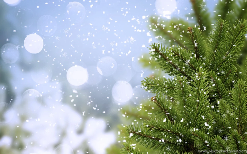 Pine Wallpapers