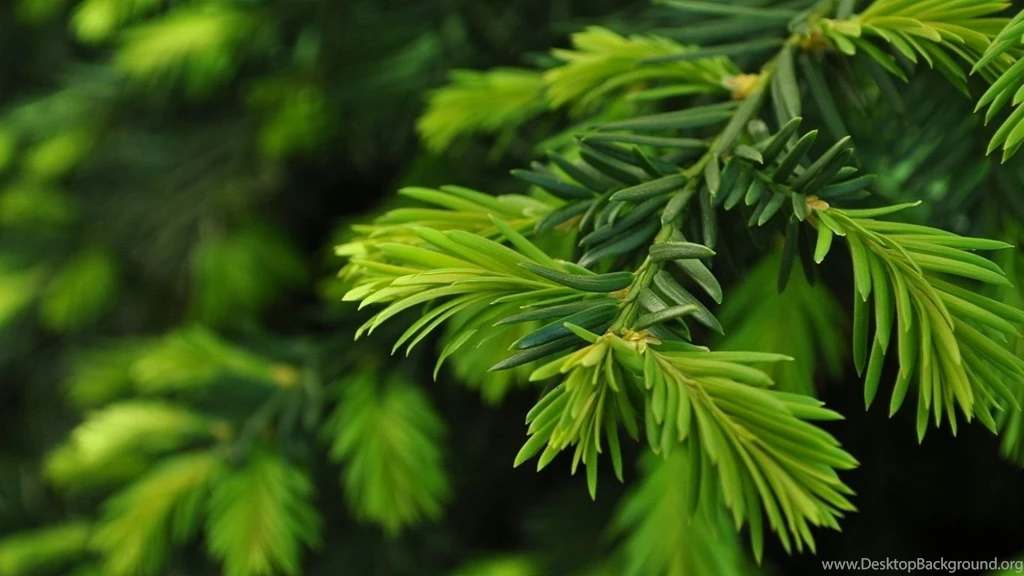 Pine Tree Wallpapers