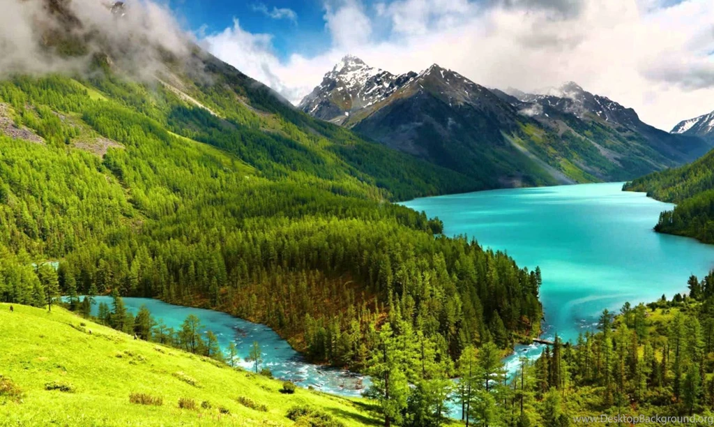 Nature Backgrounds, Hd Wallpapers, Flower Images, Beautiful, Green ...