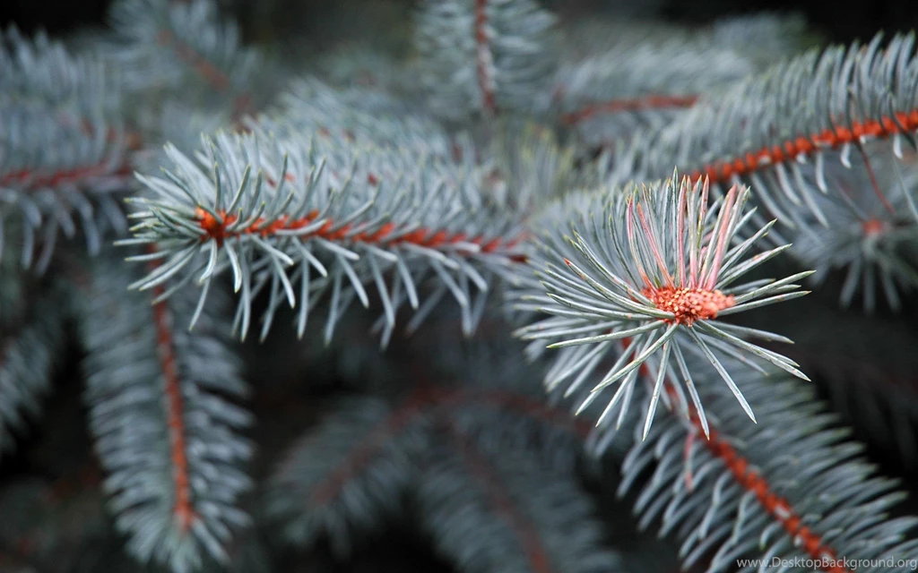 Pine Tree Wallpapers