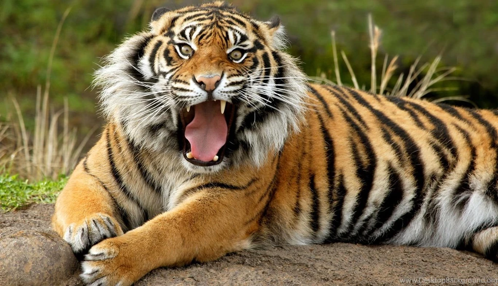 Wallpapers X Hd Dangerous Tiger High Definition 1366x786 ...