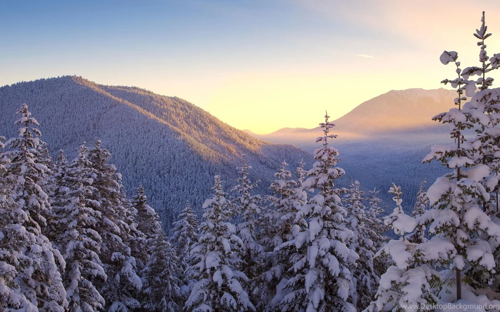 New Pine Tree Wallpapers