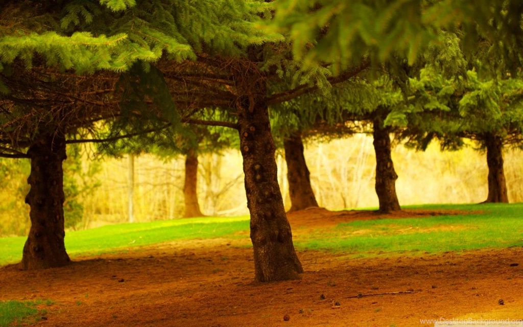 Pine Trees HD Desktop Wallpapers : High Definition : Fullscreen ...