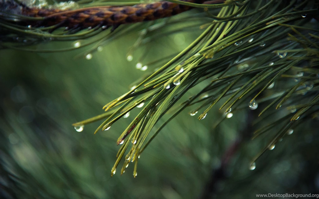 Pines Tree With Rain Drops Wallpapers :: HD Wallpapers