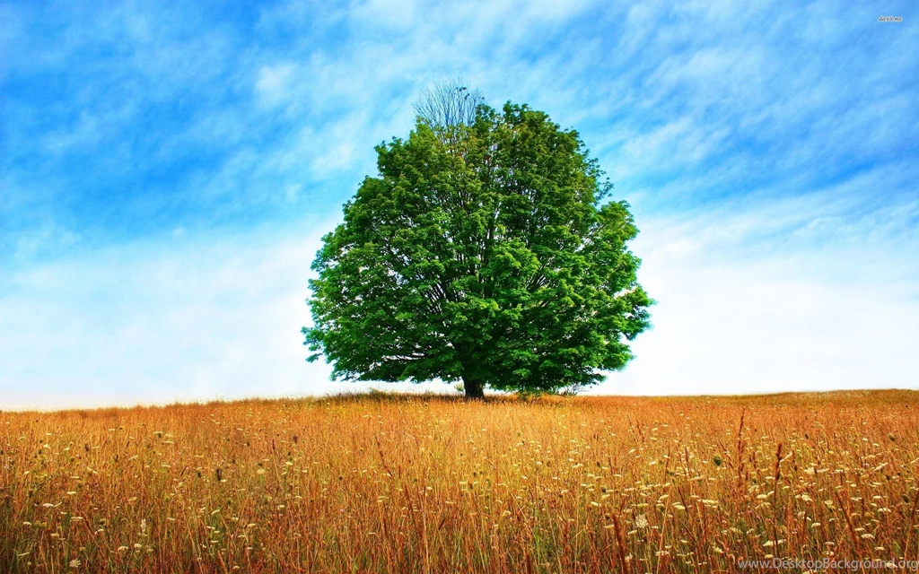 Pine Tree Wallpapers