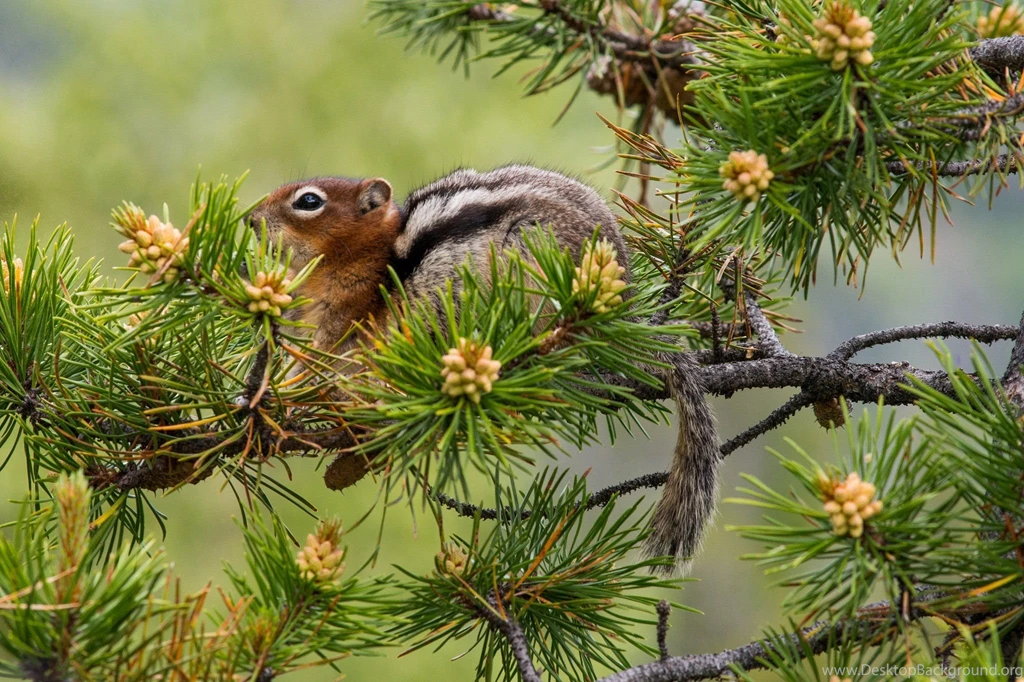 Pine Tree Branches Needles Chipmunk Squirrel Wallpapers