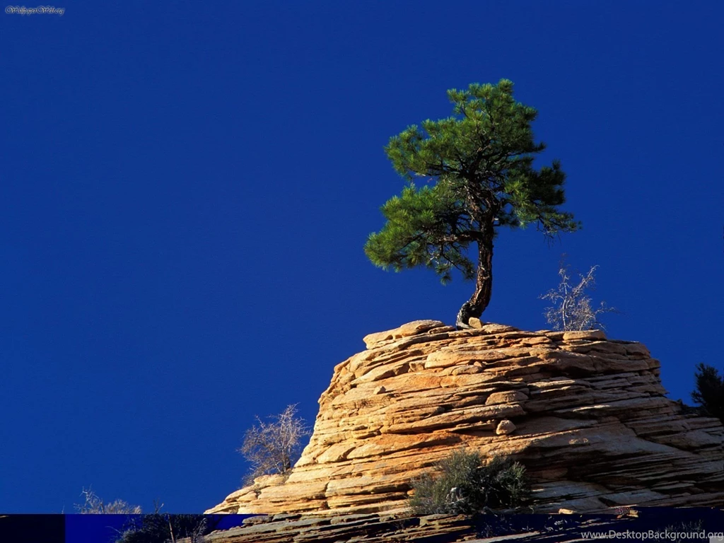 Nature: Single Pine Tree Atop Sandstone Formation, Zion National ...