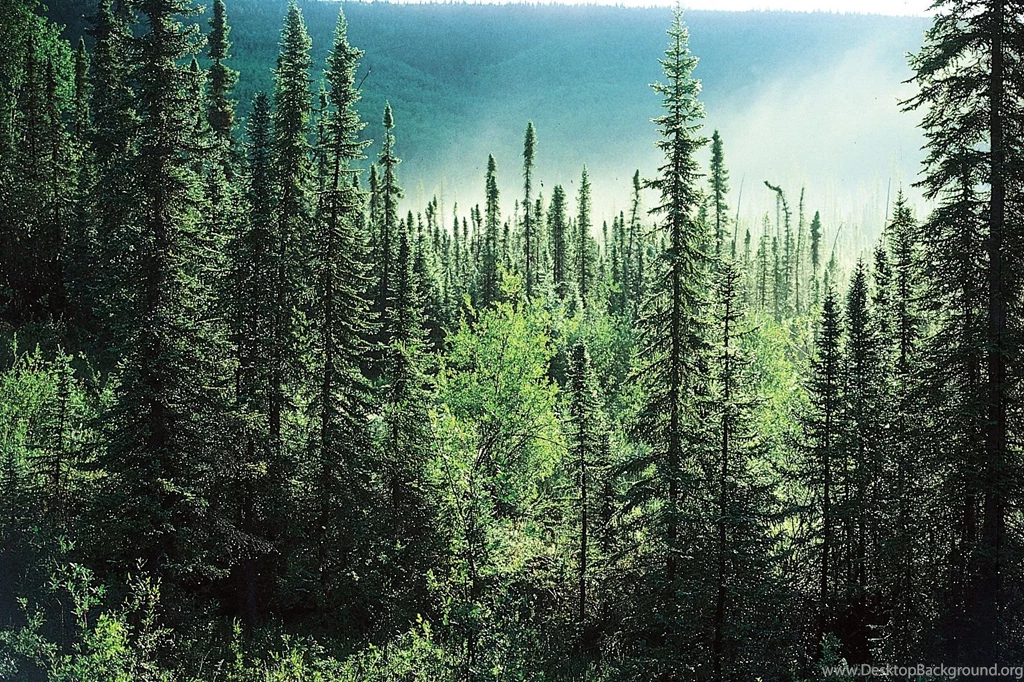Pine Tree Forest Mobile Wallpapers 14763 Amazing Wallpaperz