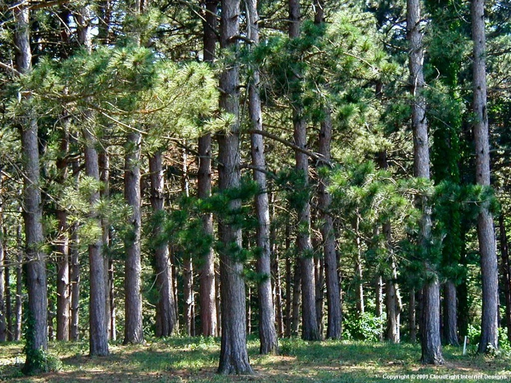 Trees 011.jpg