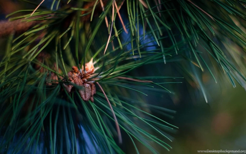 Download 1280x800 Pine Tree Macro Wallpapers