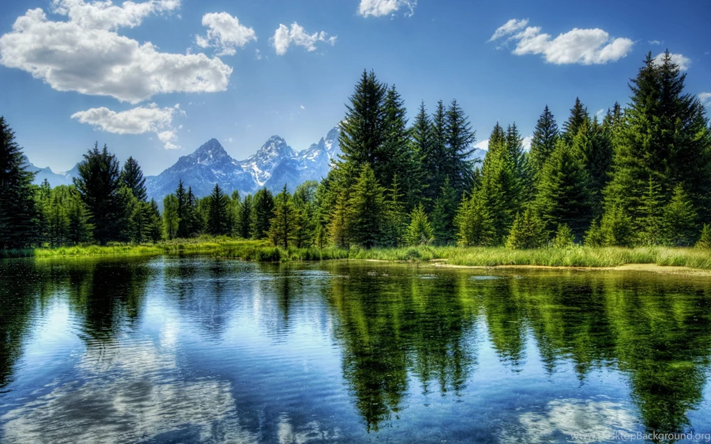 Pine Trees Water Reflection
