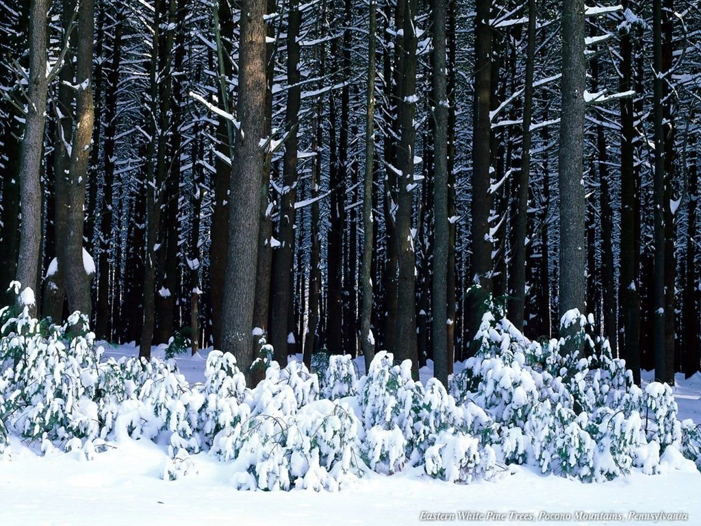 White Pine Trees Wallpapers