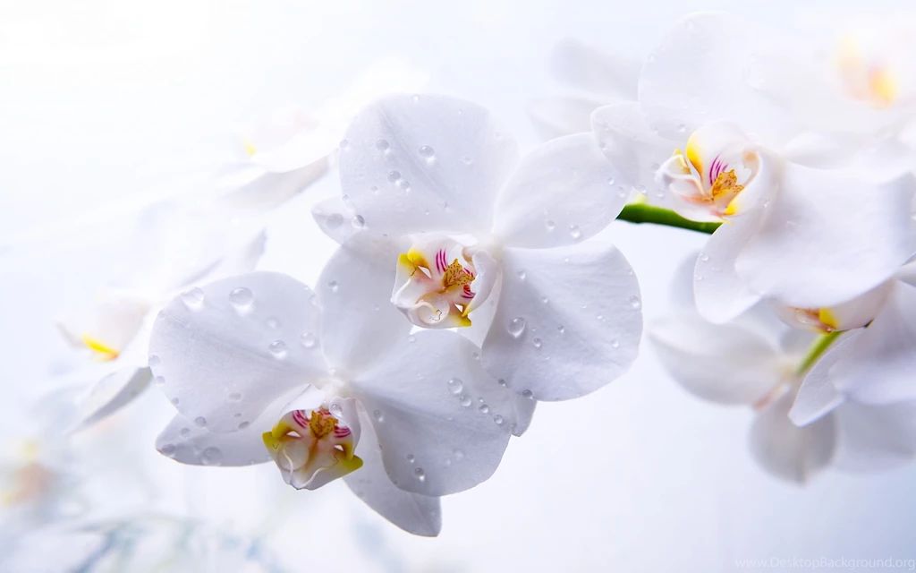 Phalaenopsis Orchids Wallpapers