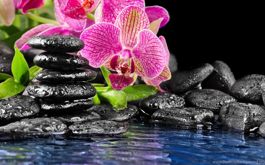 Orchids Wallpapers 883623
